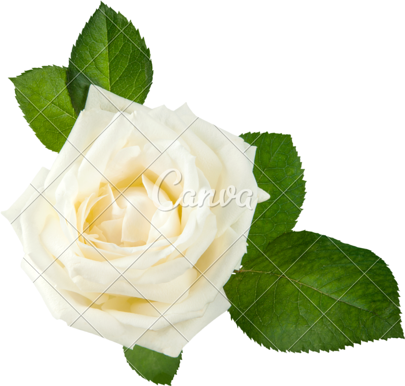 White Rose Head - Stock Photography (800x763)