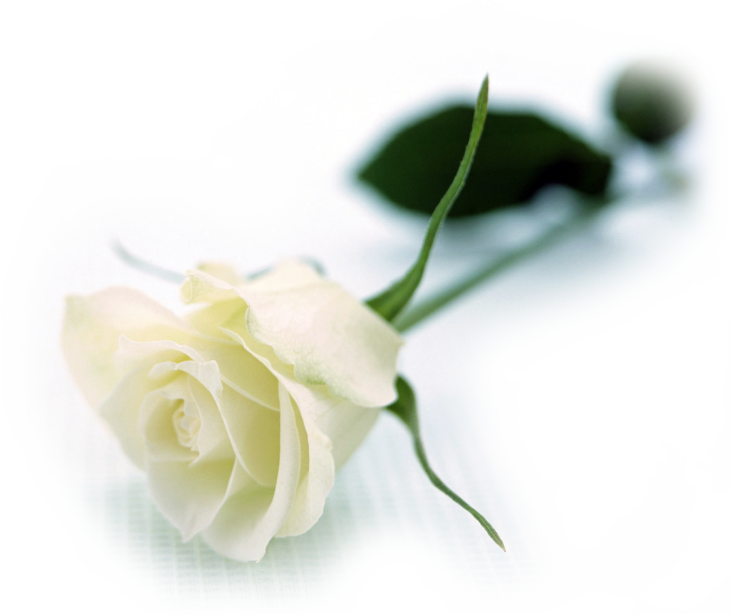 White Roses Flowers Wallpapers - White Long Stem Rose (1024x860)