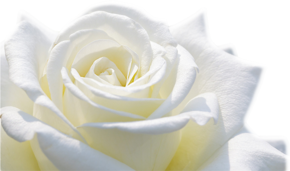 White Rose Flower Wallpaper Choice Image Flower Decoration - White Roses Hd Png (1024x628)