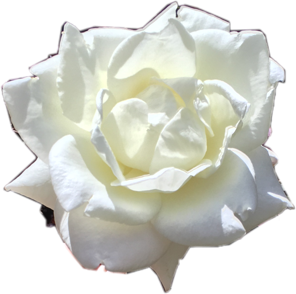 Whiterose Rose White Flower Plant Nature Beautifulscene - Garden Roses (1030x1024)