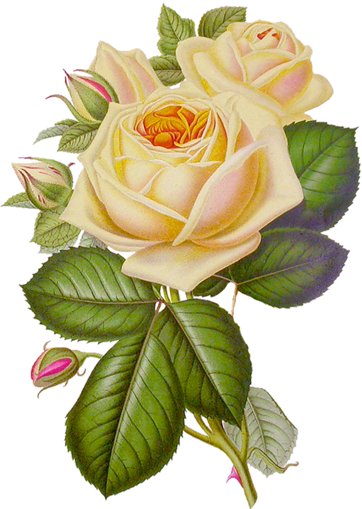 Yellow Roseswhite Rosesvintage Flowersdiy - Gif Roses And Butterfly (731x1024)