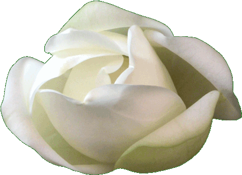 Garden Roses (526x407)