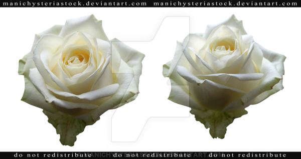 White Rose Cut Out 2 By Manichysteriastock - Floribunda (600x317)