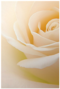 Close-up Of Soft Creamy White Rose Flower Poster • - Garden Roses (400x400)