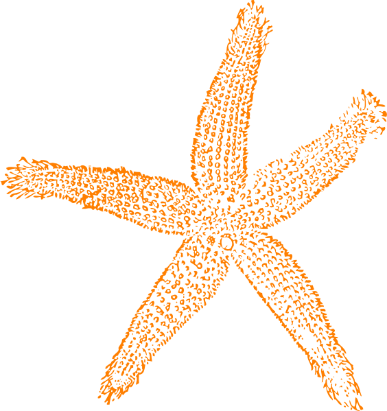 Single Starfish Orange Clip Art At Clker - Estrellas De Mar Png (564x599)