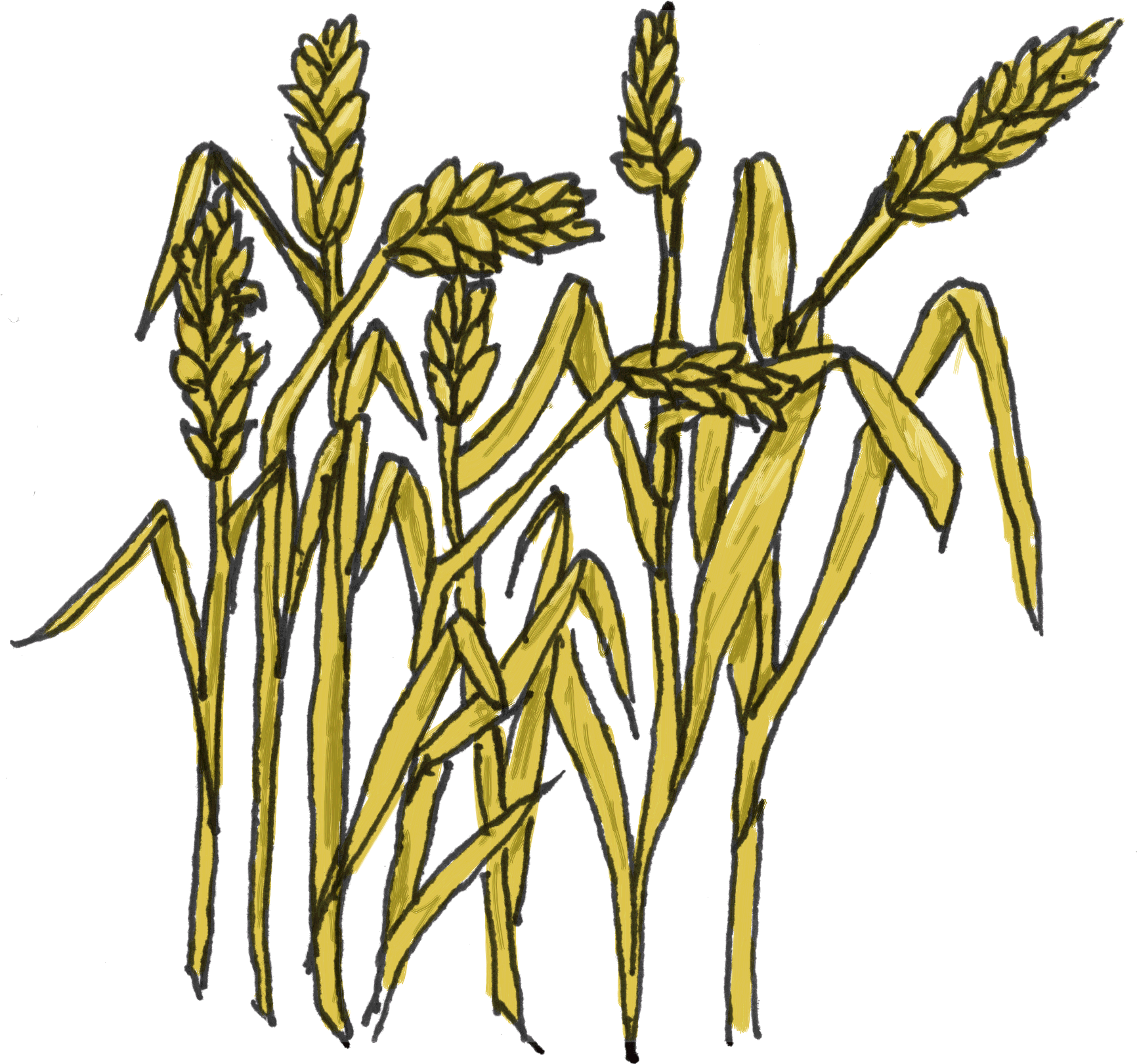 Floral Wheat Clipart - Clipart Grain (1783x1673)
