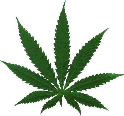 Held At The - Do People Use Marijuana (418x403)