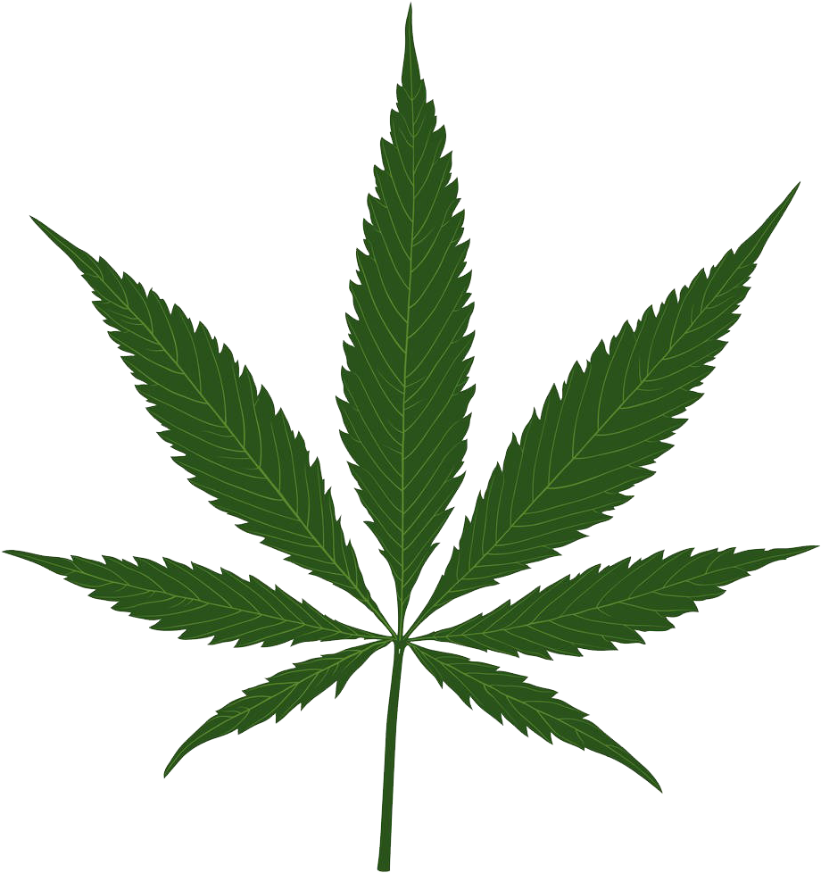Cannabis Sativa Leaf - Cannabis Leaf (1000x1000)