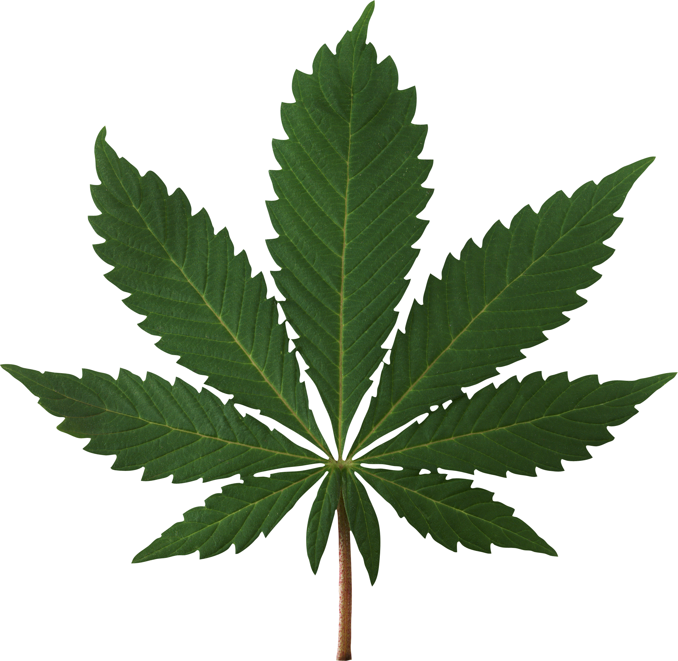 Cannabis Leaf Png Image - Marijuana Leaf High Res (2217x2163)