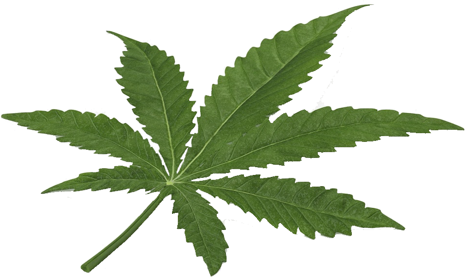 Cannabis (1480x800)