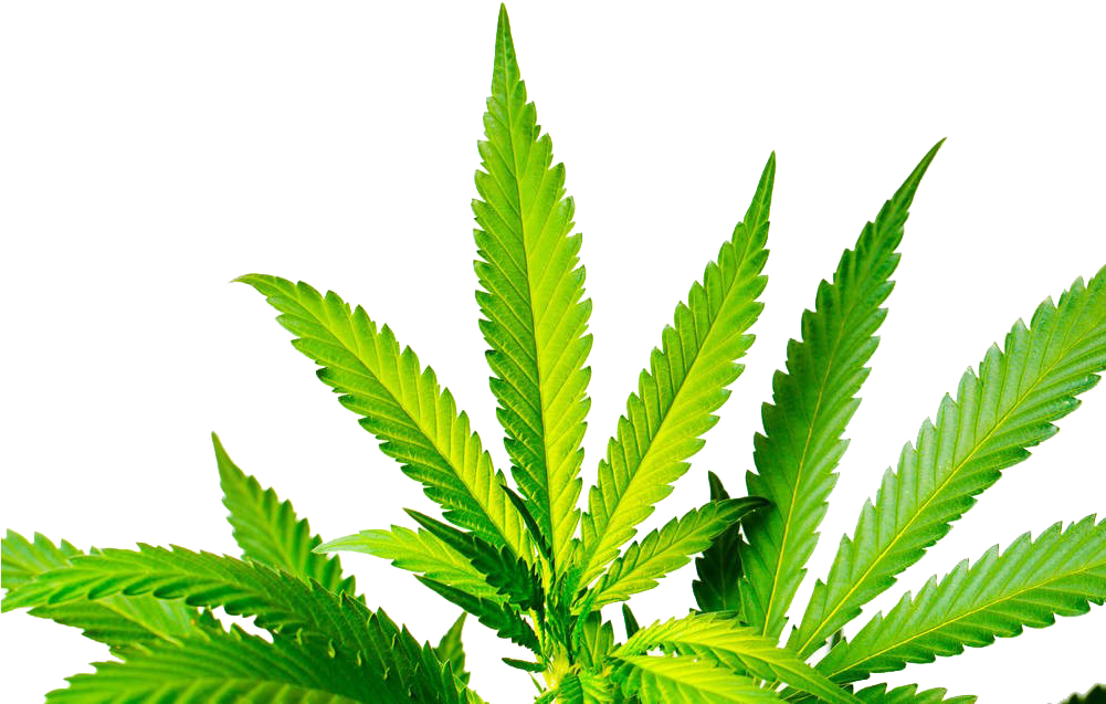 Cannabis Sativa Stock Photography - Cannabis Leaves Png (1000x666)