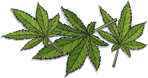Marijuana - Hemp Leaves - Leaf Hemp Png (523x299)