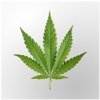 Cannabis Leaf Isolated On White Background Poster • - Cannabis Botany And Marijuana Horticulture: Nutrient (400x400)