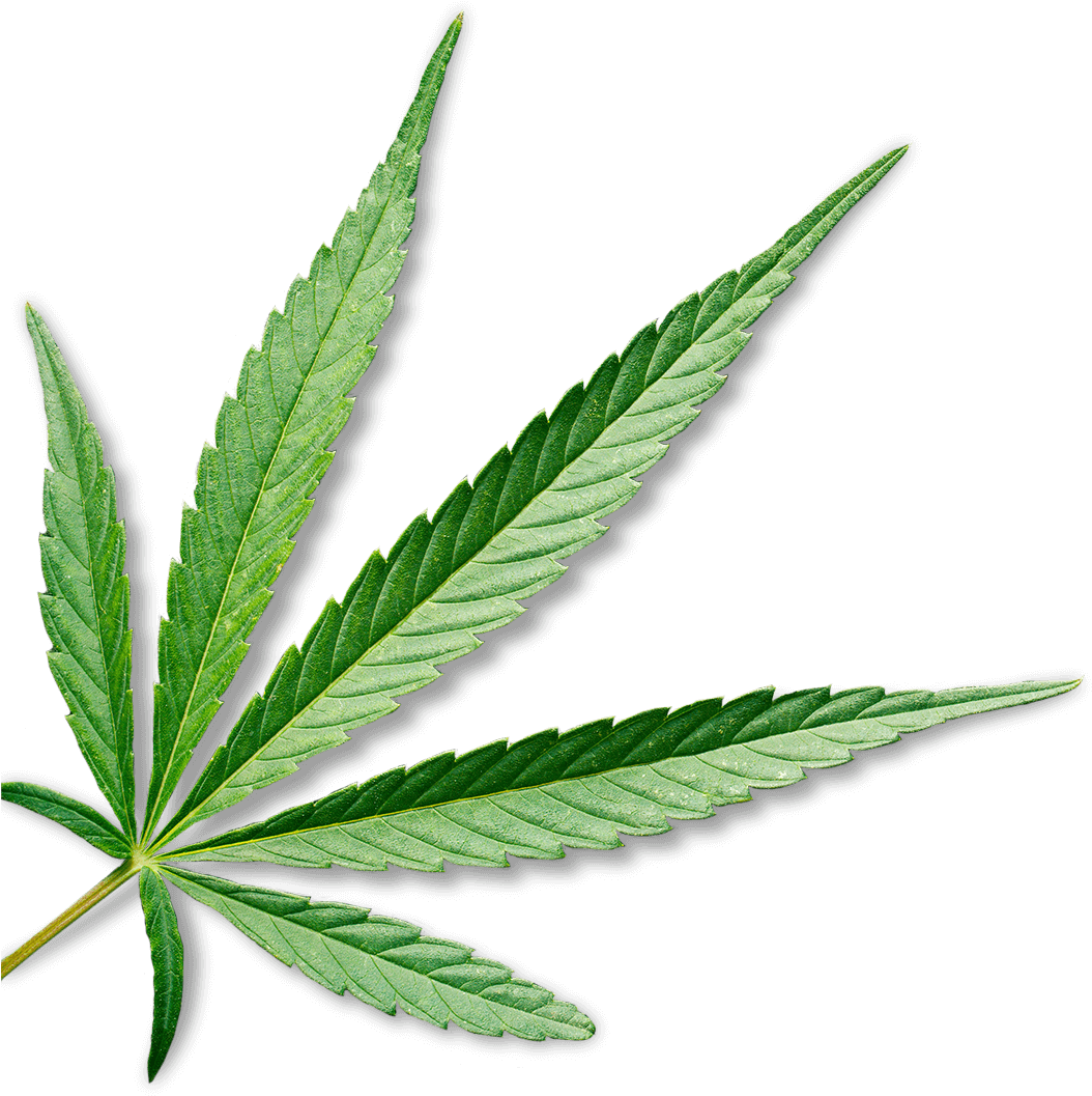 Marijuana - Medical Cannabis (1920x1281)