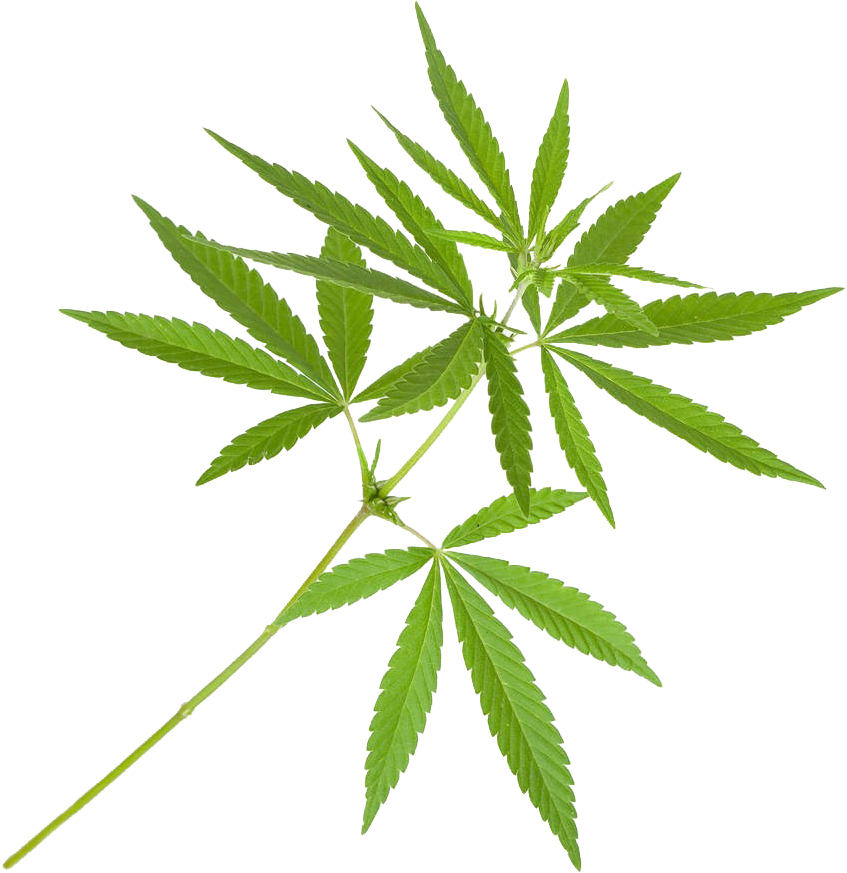 Cannabis Sativa Marijuana Plant Cannabis Cultivation - Olej Konopny 250ml - Semco (1000x919)