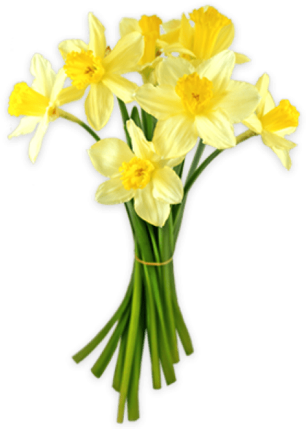 Free Png Daffodils Png Png Images Transparent - Daffodil Png (480x626)