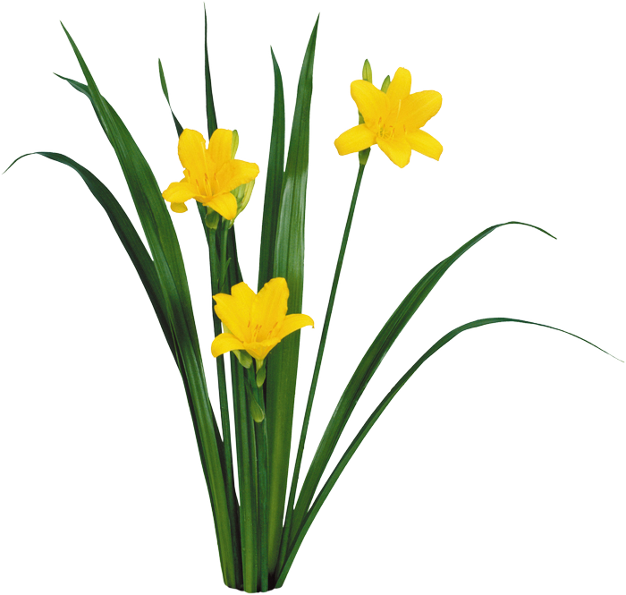 Daffodils - Flower Entourgage Photoshop (700x665)