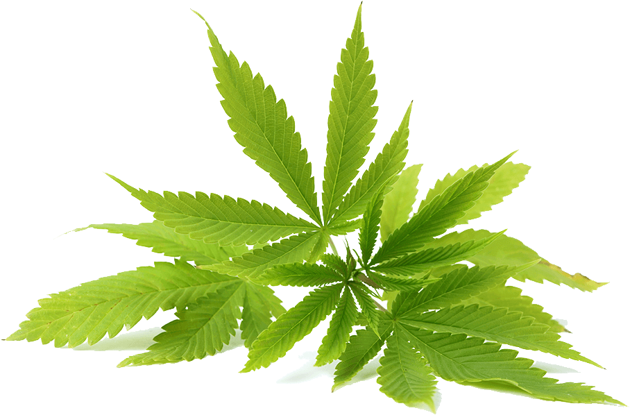 Medical Cannabis Tetrahydrocannabinol Cannabidiol Cannabis - Aceite De Cannabis Png (1000x665)