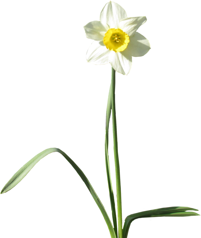 Gp-60, Daffodils, - Transparency (800x978)