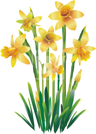 Yellow Daffodils - Narcissus Png (394x550)