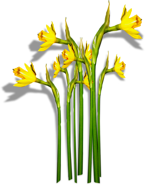 Publicat De Eu Ciresica La - Dwarf Day Lily (600x767)