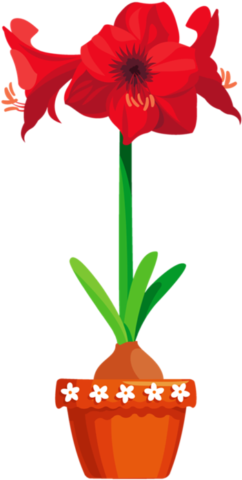 Picture 4 - - Amaryllis Clip Art (447x800)