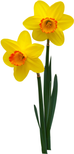 Fleur Etc - Нарцисс Пнг (259x500)