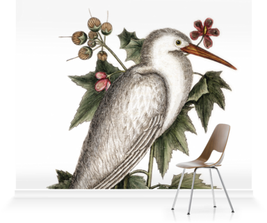 Ardea Alba Mural By Mark Catesby - Catesby's Natural History Series 'little White Heron (384x320)