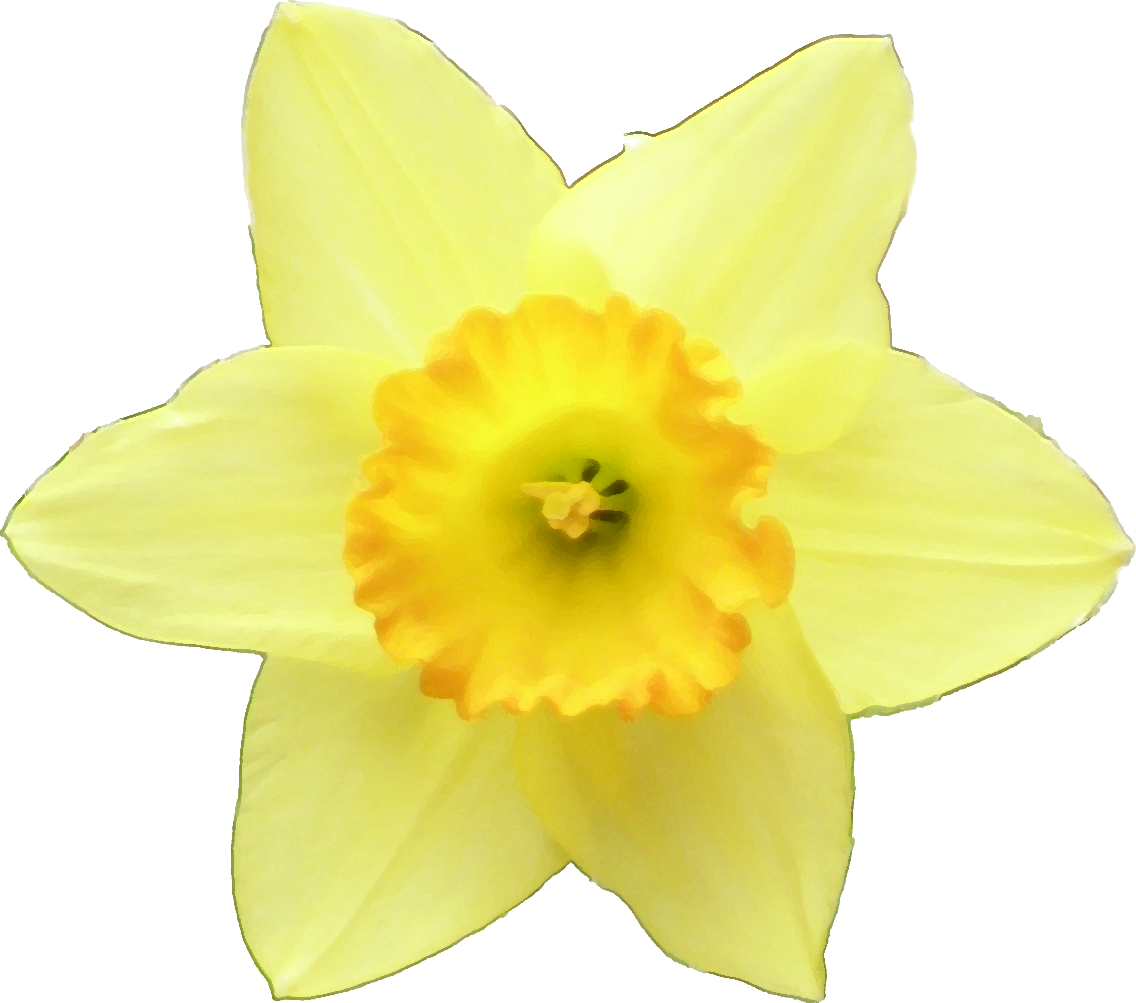 投稿者 紅花 時刻 - Narcissus (1136x1003)