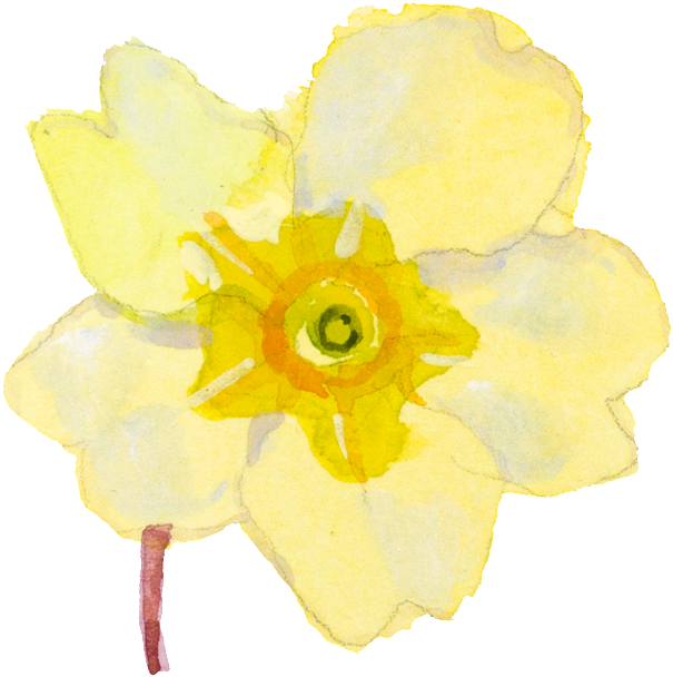 Yellow Cartoon Narcissus Watercolor Transparent Material - Watercolor Painting (650x649)