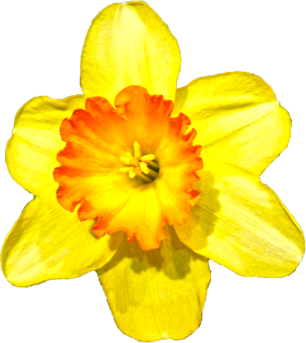 スイセンの花 - Narcissus (434x487)