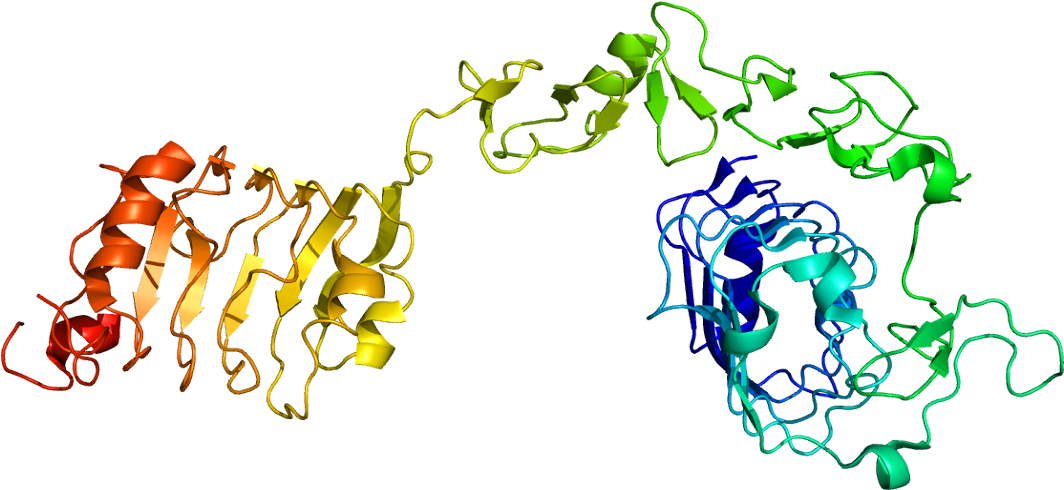 Structure Of Igf1r - Insulin Like Growth Factor 1 Structure (1113x539)