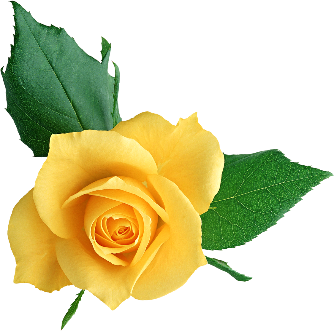 Yellow Rose Clip Art - サントリーで学んだ社会人の心構え: 息子に語る三十三ヵ条 [書籍] (1268x1153)