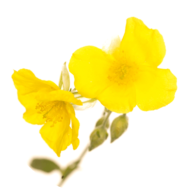 Rock Rose Bachblüte - Yerba Buena Center For The Arts (400x400)