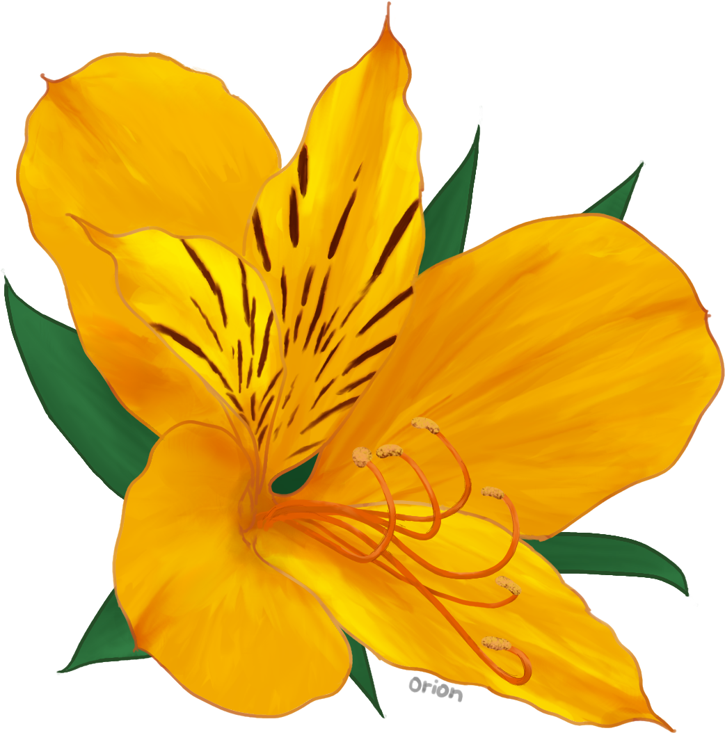 Alstroemeria By Beta-orionis - Peruvian Lily (1125x1137)