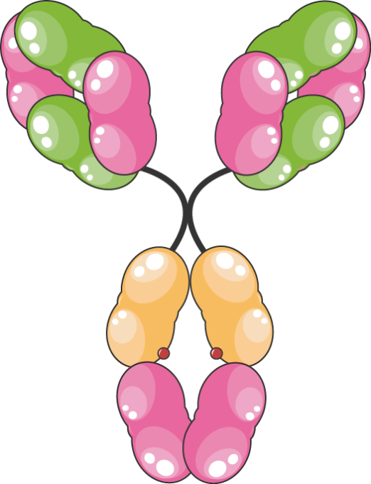Immunoglobulins Igg - Antibody (522x680)