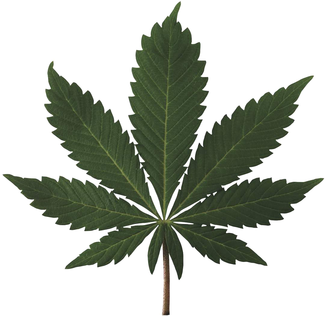 Marijuana Leaf High Res (1200x1186)