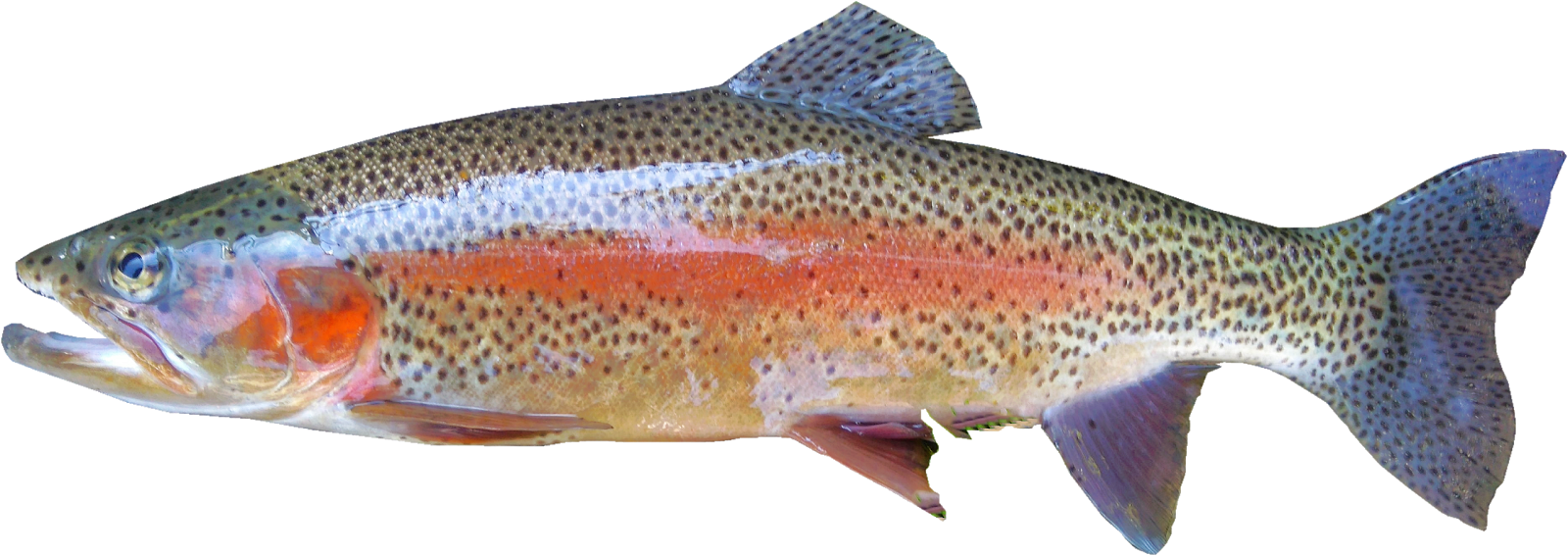 Rainbow Trout Clip Art Download - Imagen De Una Trucha (1600x567)