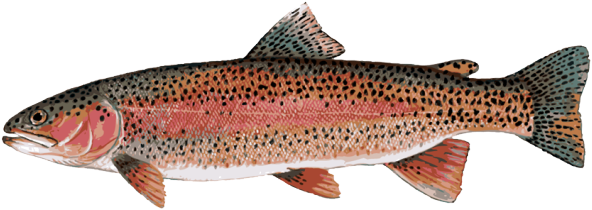 Lake Trout Fish Stock Photos & Lake Trout Fish Stock - Trout Rainbow Trout (639x303)