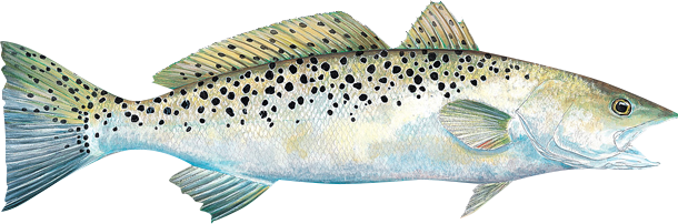 Speckled Trout Clipart - Spotted Seatrout (610x202)