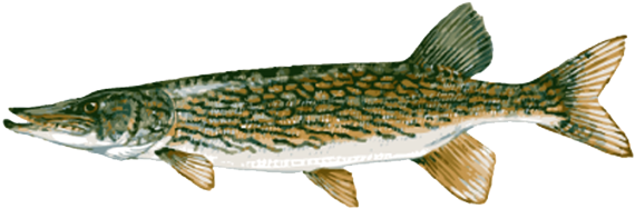 Great Clip Art Of Freshwater - Freshwater Fish Clip Art (639x260)