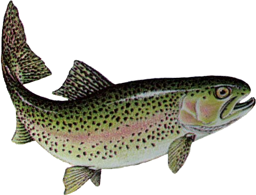 Trout Png Marina Rainbow Trout Tvqqhp Clipart - Rainbow Trout Fish (513x400)