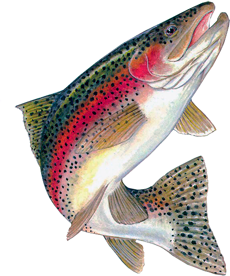 Trout Clipart - Rainbow Trout Jumping Out Of Water (472x600)