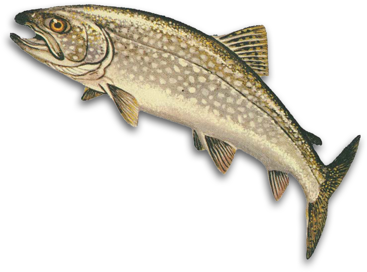 Trout Clipart Shadow - Lake Trout (800x563)