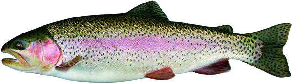 Free Rainbow Trout Clip Art - Types Of Trout In Manitoba (600x281)