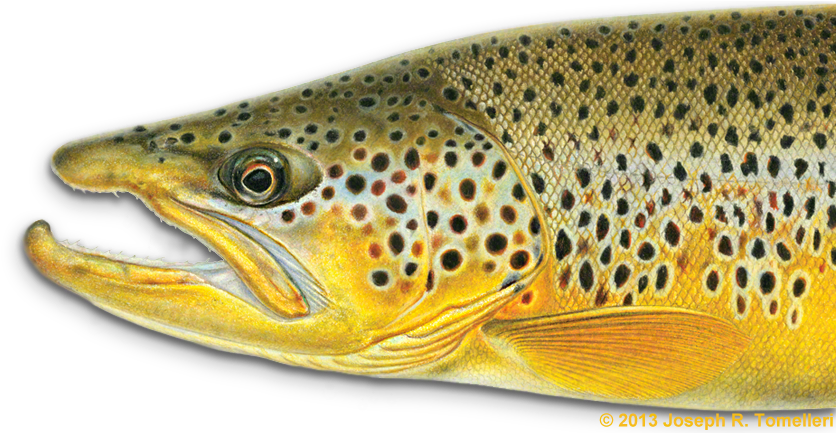 Trout Clipart Freshwater Fish - Joe Tomelleri Fish Art (900x432)