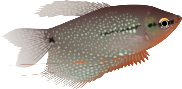Pearl Gourami Png (600x294)