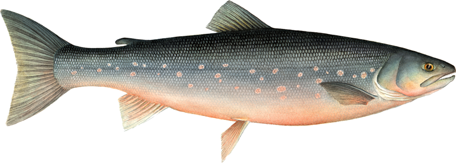 Pics Of Fish - Arctic Char (931x333)