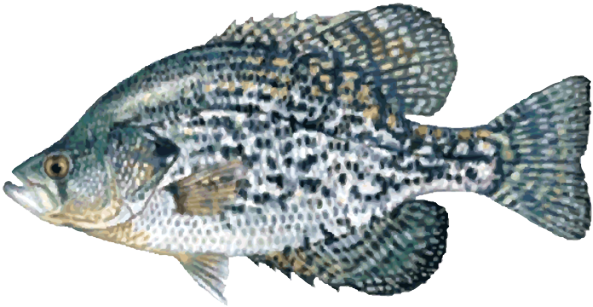 Freshwater Fish Clipart - Black Crappie Fish (639x324)
