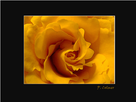 Cafe Fine Art Order Printing Online - Garden Roses (450x450)